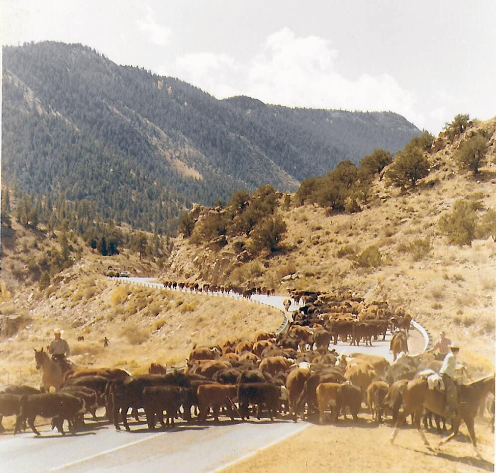 Cattle drive Trout Creek Pass.jpg