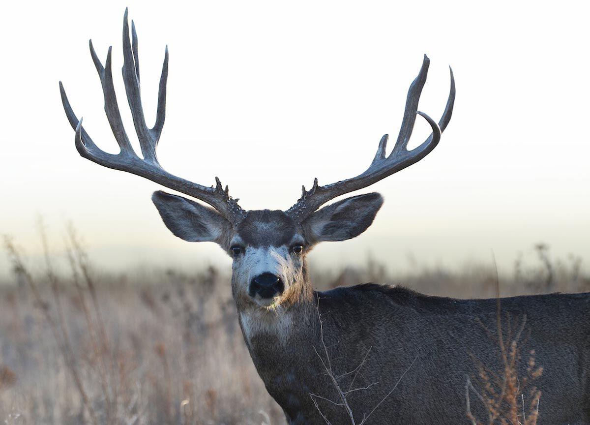 Hunters urged to check changes for big game licenses | Free Content |  chaffeecountytimes.com