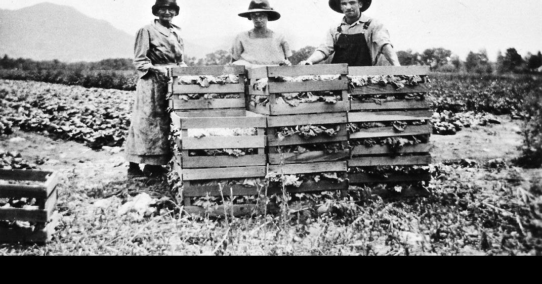 Head lettuce was king in Buena Vista Free Content