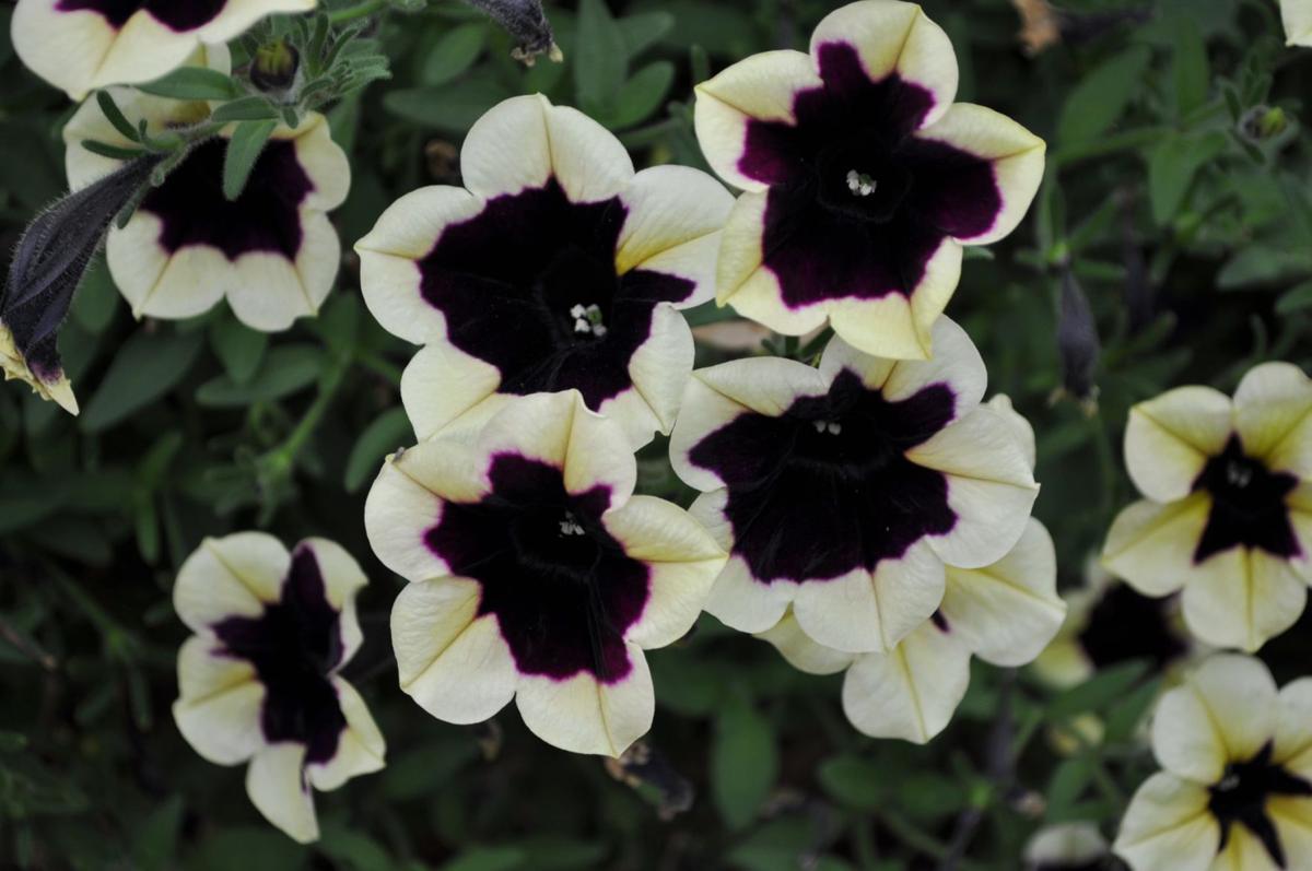 Csu S Annual Flower Trial Garden Names Winners Free Content Chaffeecountytimes Com