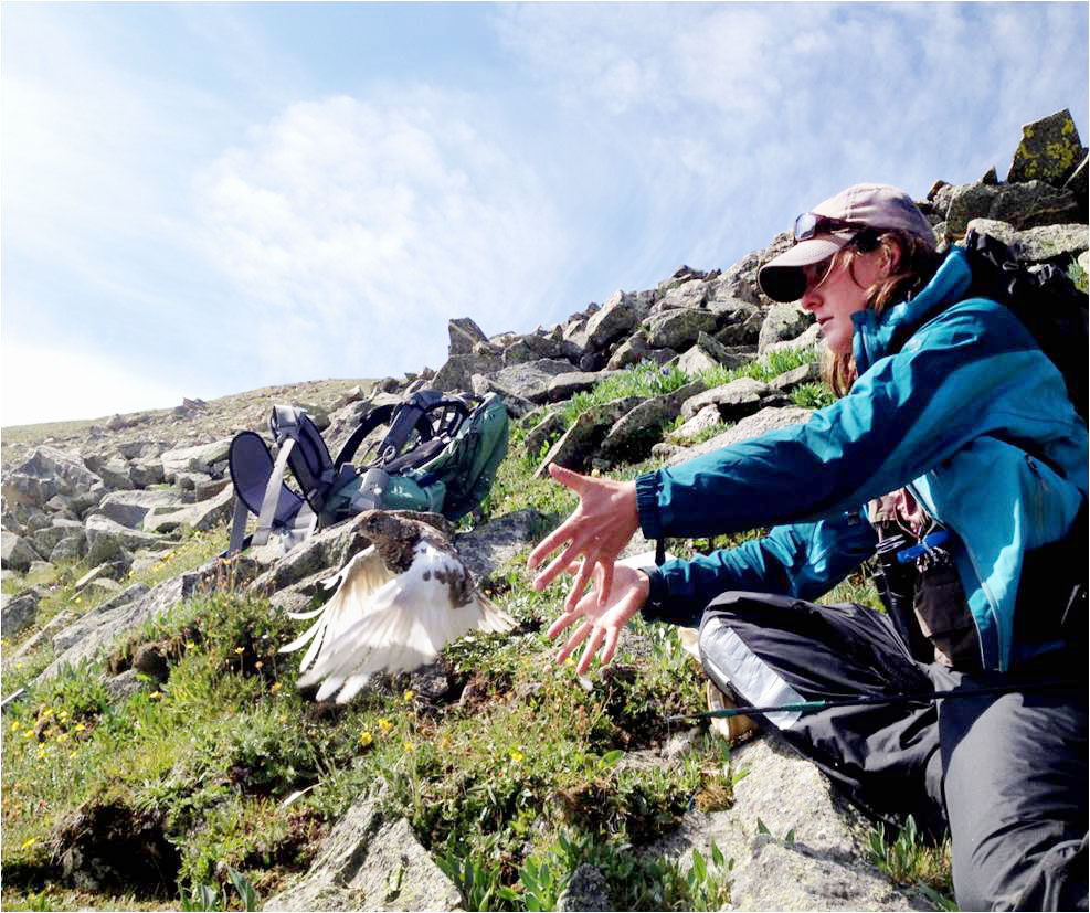 Ptarmigan safe among the rocks, for now - Vimarsana News