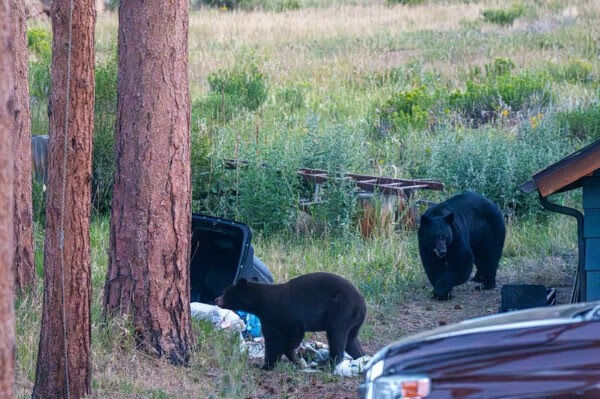 Buena Vista’s wildlife manager talks lions, bears, wolves