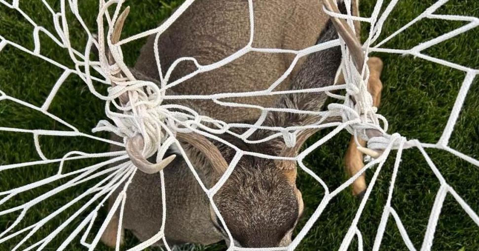 Keep wildlife in mind during holiday decorating