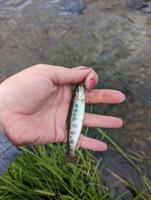 Jewels of summer: Fishing for brook trout and cutthroat