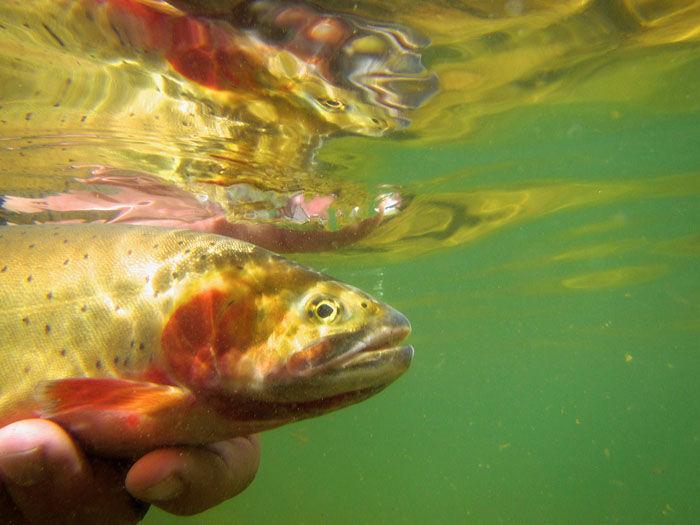 Why Release A Trout Free Content Chaffeecountytimes Com