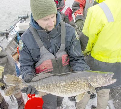 Colorado Parks and Wildlife launches walleye study