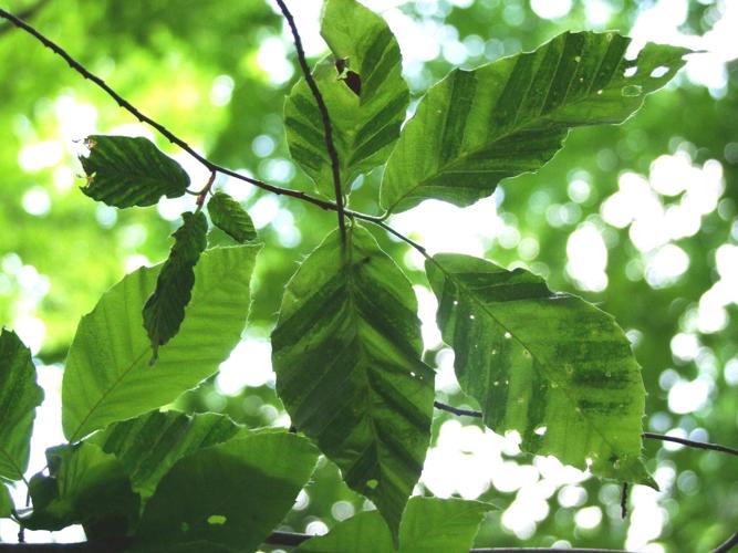 Beech and hemlock trees threatened by disease, mites | Outdoors ...
