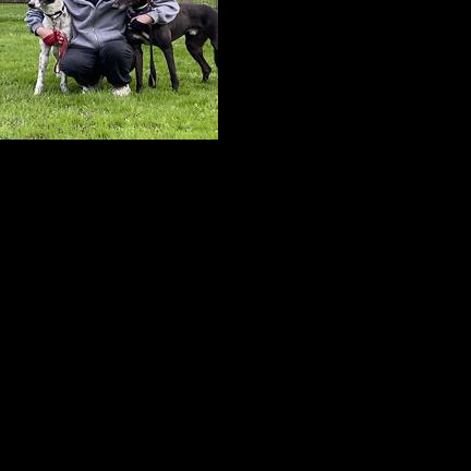 Gold Award project helps Greyhounds find Ohio homes