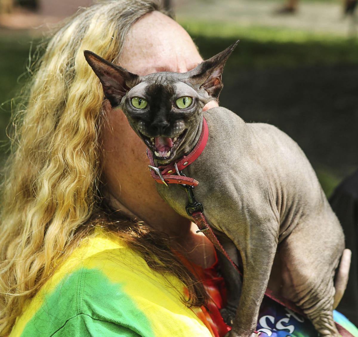 Dog Days Is Cat S Meow Chagrinvalleytoday Com