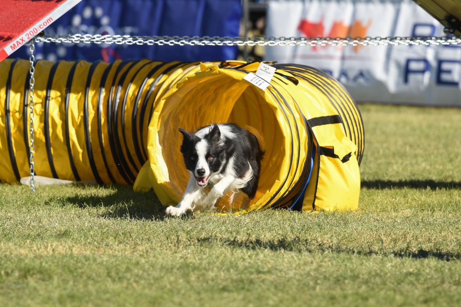 Dog agility championship comes to Hunter Jumper Classic Local