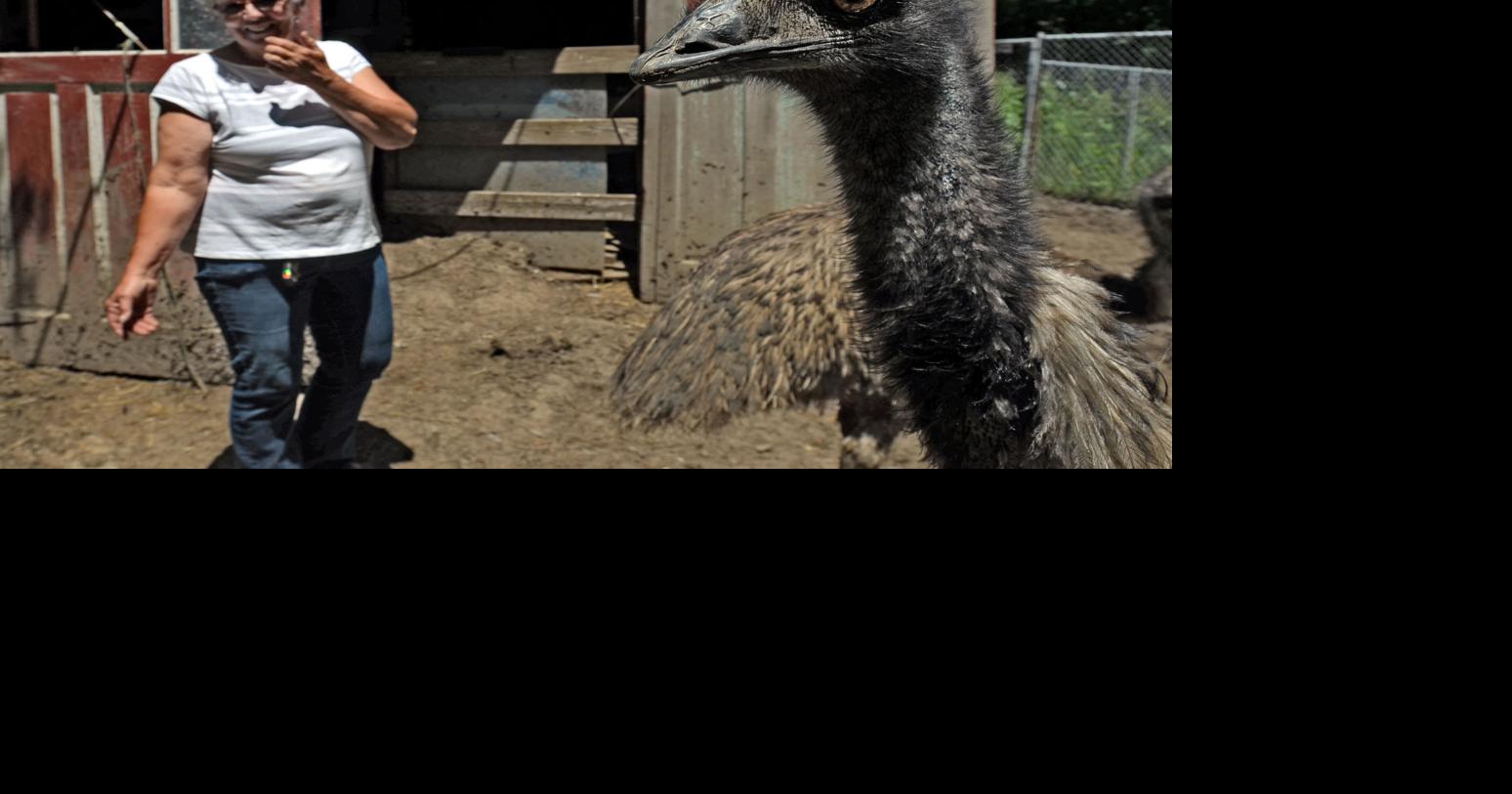 Fast moving emus call Auburn farm home | Auburn | chagrinvalleytoday.com