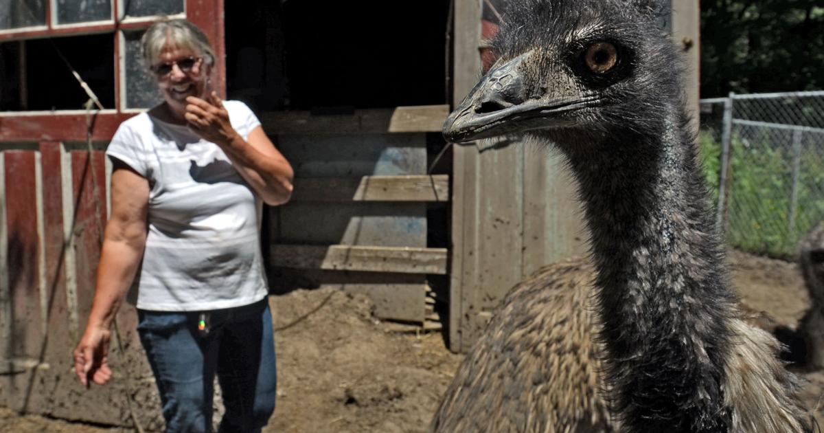 Fast Emus Fast moving emus call Auburn farm home | Auburn | chagrinvalleytoday.com