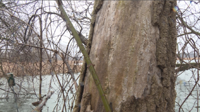 beaver-traps_1491272376728_6359423_ver1-0.png