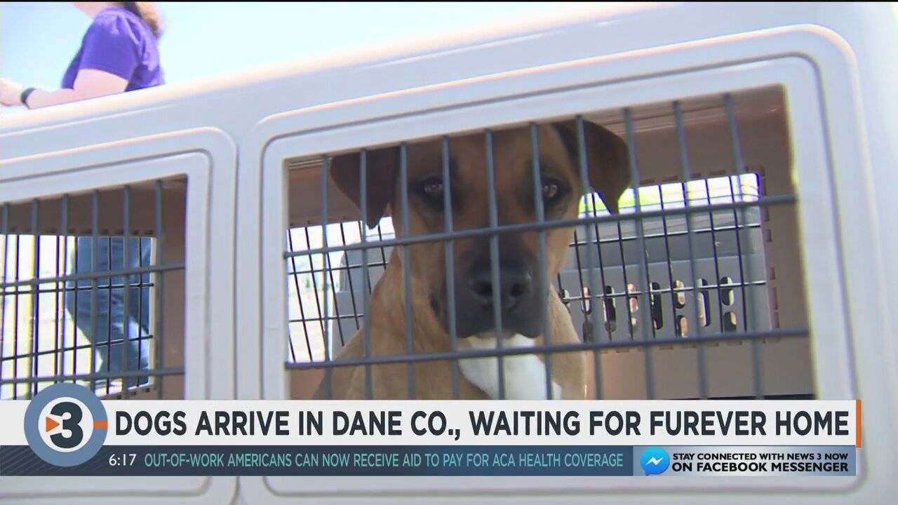 100 dogs flown in to Dane County, looking for furever home | Local News |  