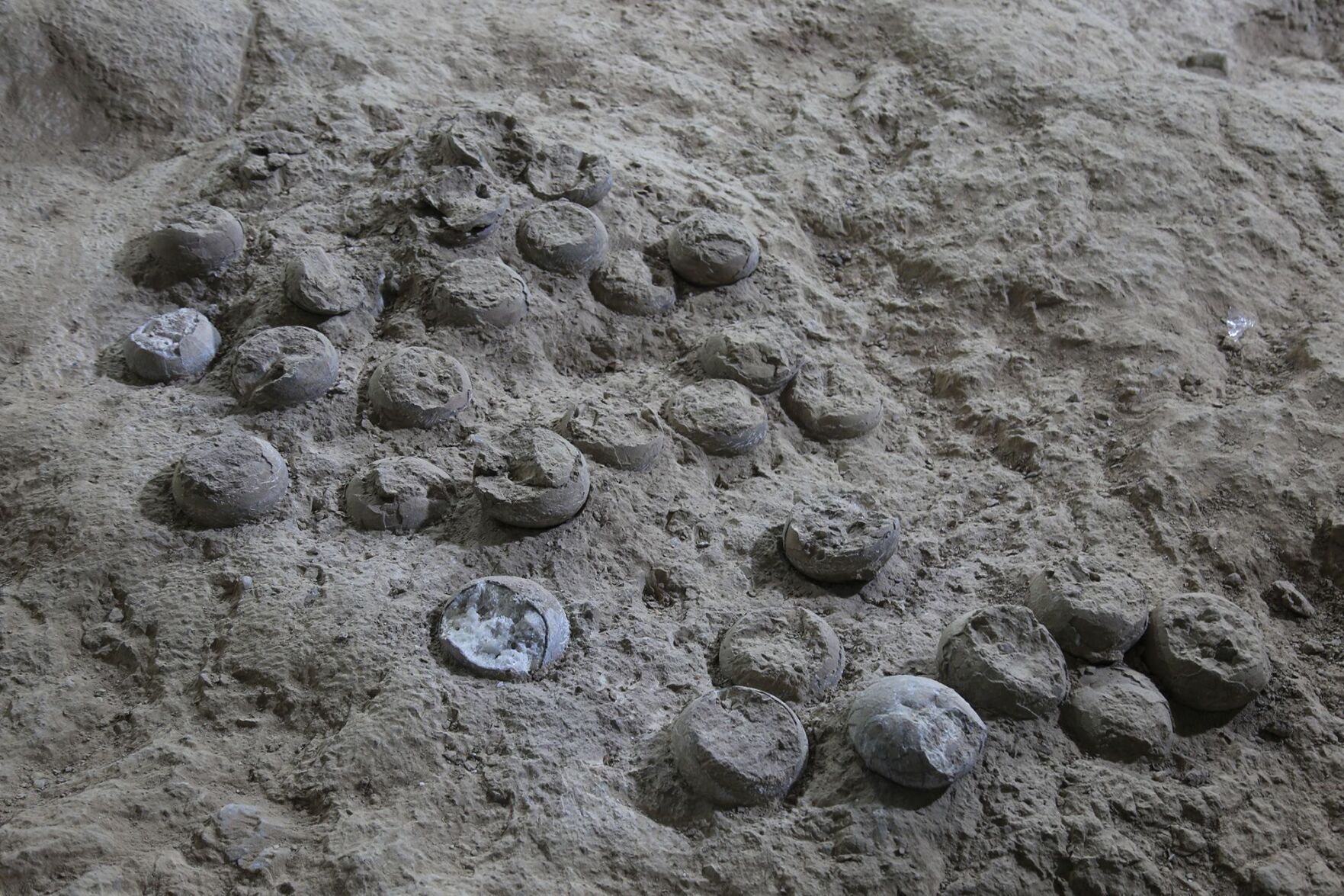 Dinosaur eggs from China found to be around 86 million years old