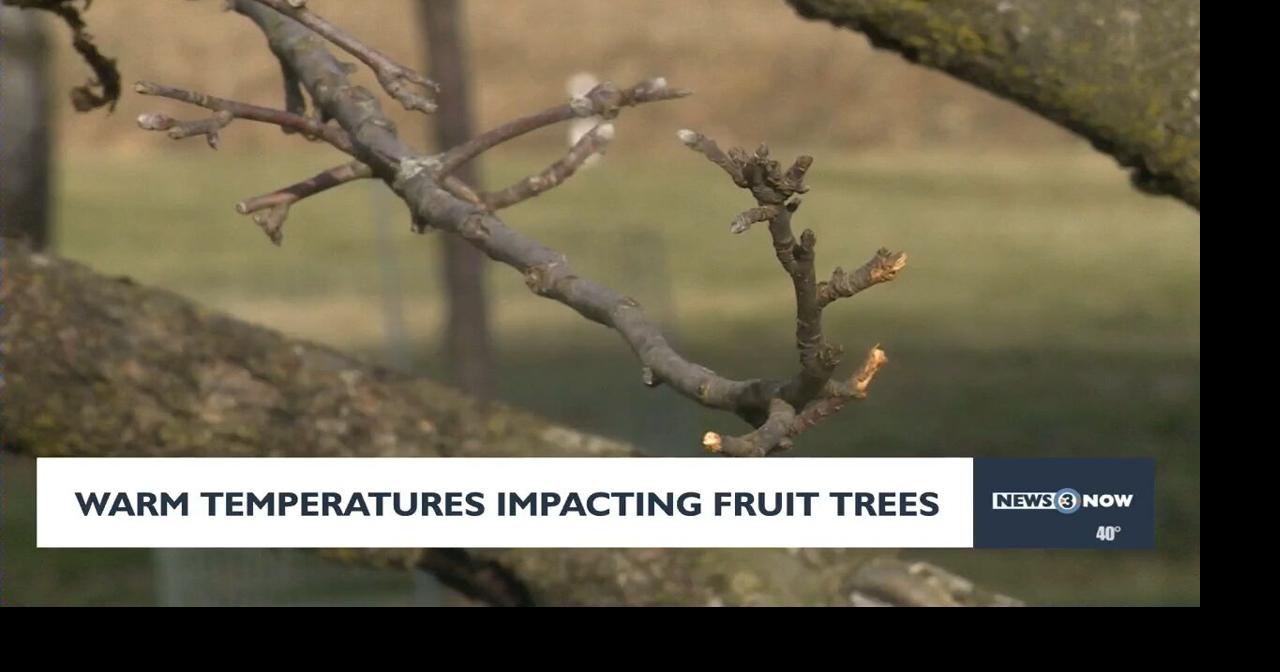 Unseasonably warm weather threatens Wisconsin fruit orchards