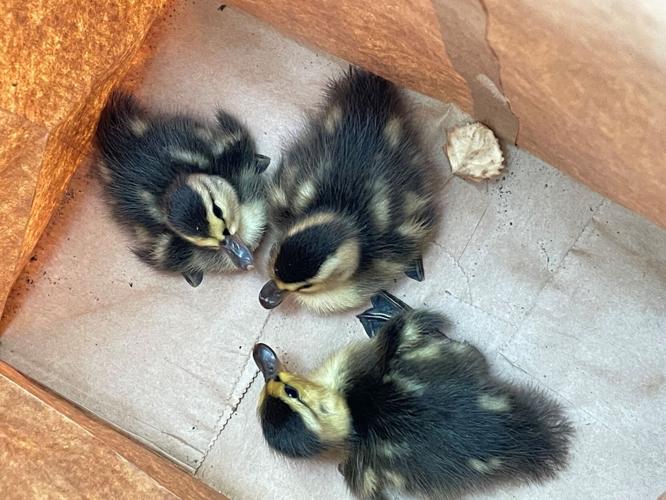 MPD officers use evidence box to rescue ducklings stuck in storm drain ...