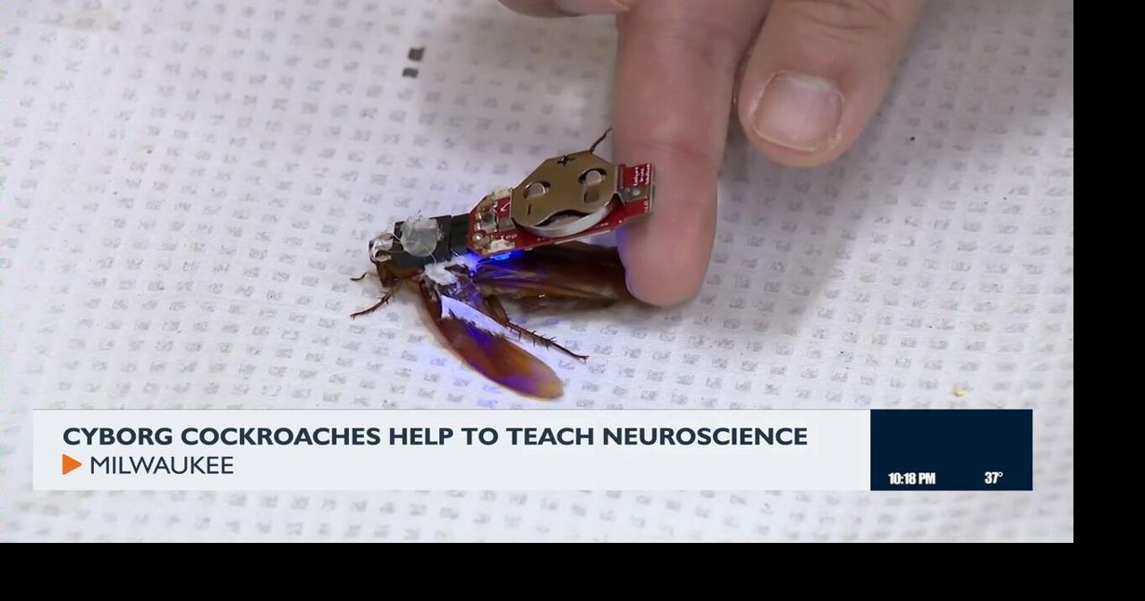 Cyborg cockroaches to help teach neuroscience | Video | channel3000.com