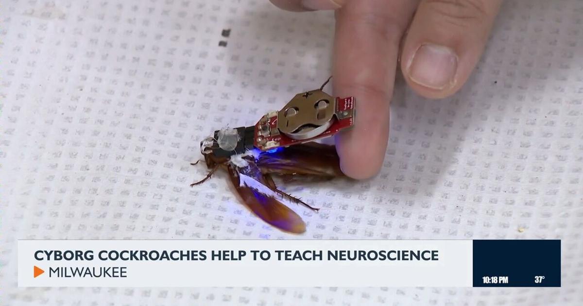 Scientist Cockroach Cyborg cockroaches to help teach neuroscience | Video | channel3000.com