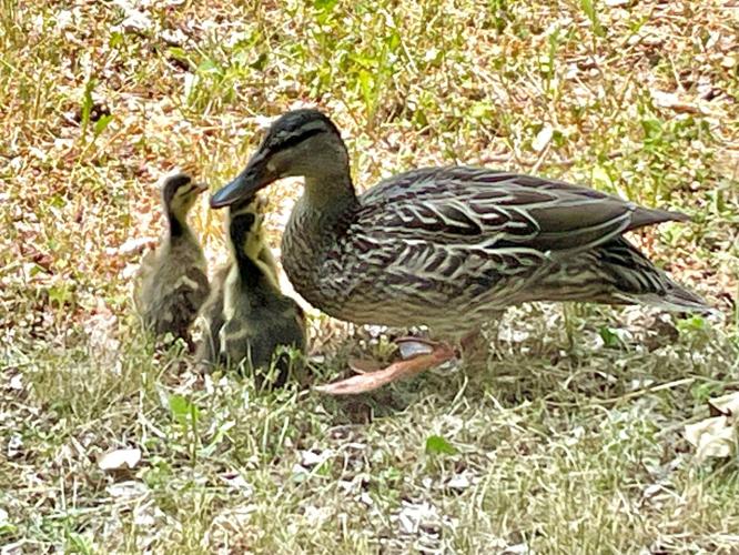 MPD officers use evidence box to rescue ducklings stuck in storm drain ...