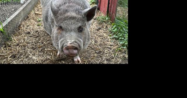 Relief for Rudi?: Board of Health sets path to allow miniature pigs in Madison - Vimarsana News
