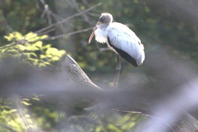 Wisconsin-Rare Stork