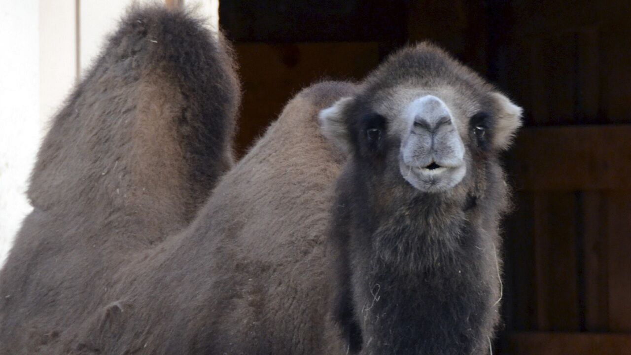 Sheela, Henry Vilas Zoo camel with floppy hump, dies