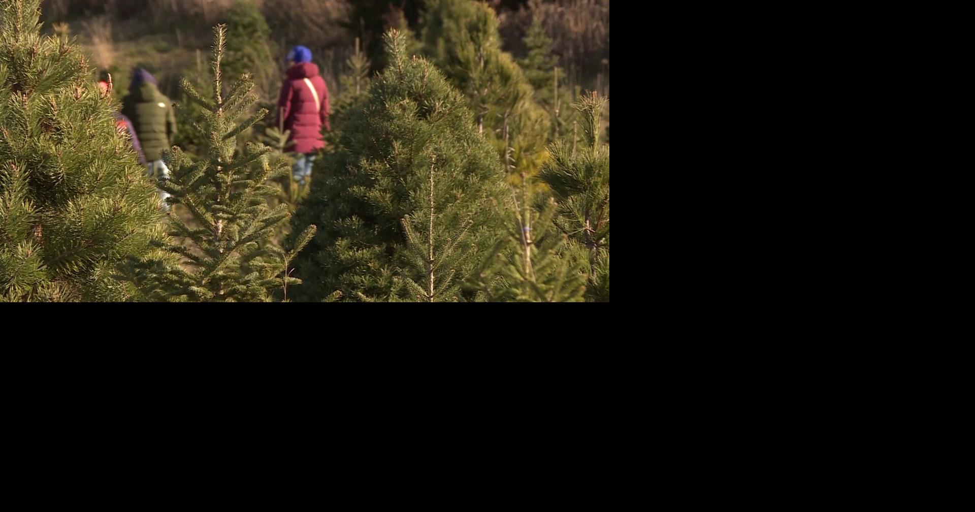 People search for the perfect Christmas tree at Ridgetop Trees in