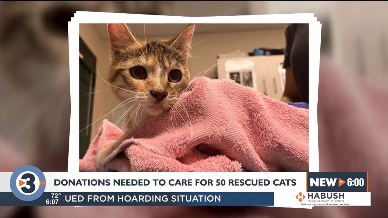 Dane County Humane Society  New Year, New Cat Weight Resolutions