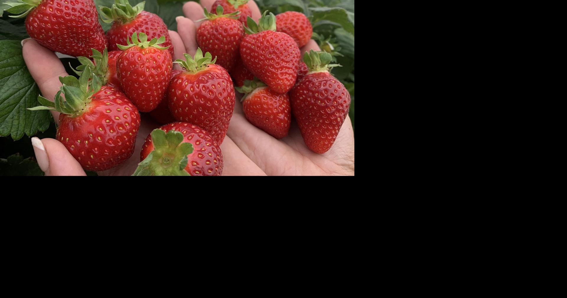 Strawberry Fruity Whey Beads – 40 Below
