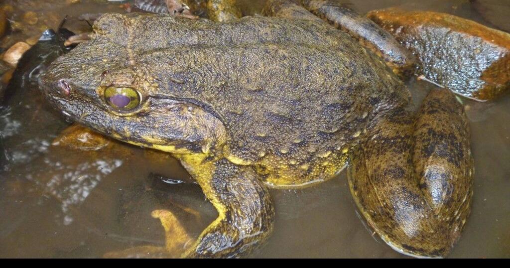 World’s biggest frogs strong enough to move heavy rocks | National and ...