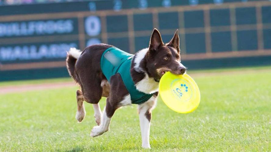 PHOTOS Mallards bat dog is back, bringing ‘ohmygosh factor’ — and a