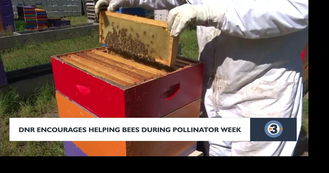 DNR encourages helping bees during pollinator week | Video ...