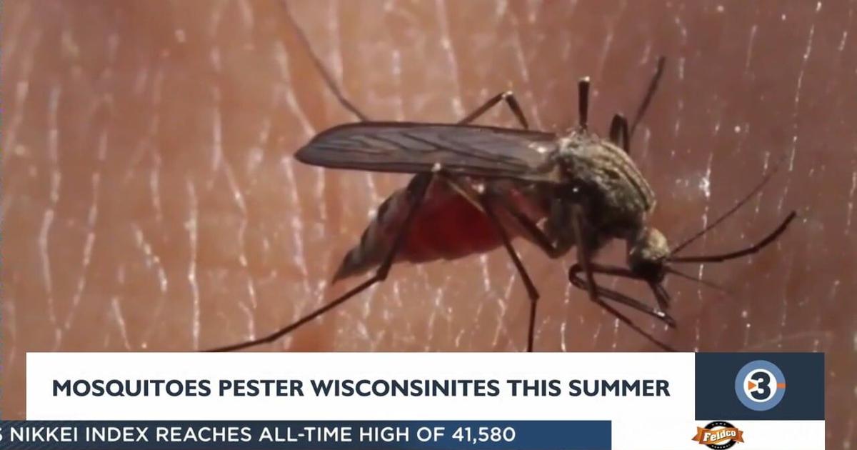Rain, humidity lead to an increase in mosquitoes in southern Wisconsin ...