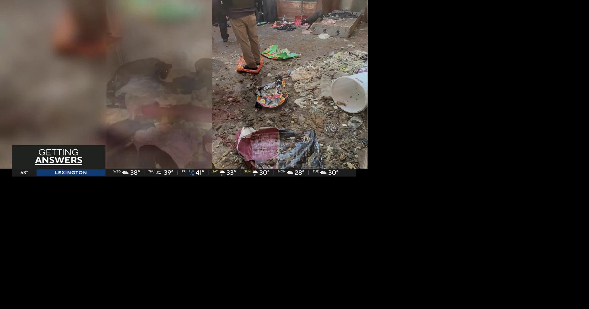 Over 60 cats and dogs rescued from home in Michigan, authorities say