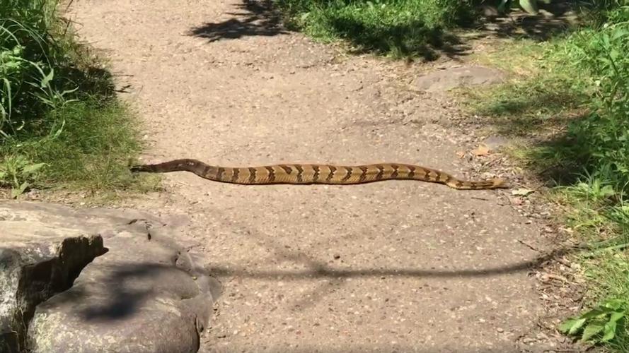 Hikers catch rattlesnake on camera at Devil’s Lake State Park Local