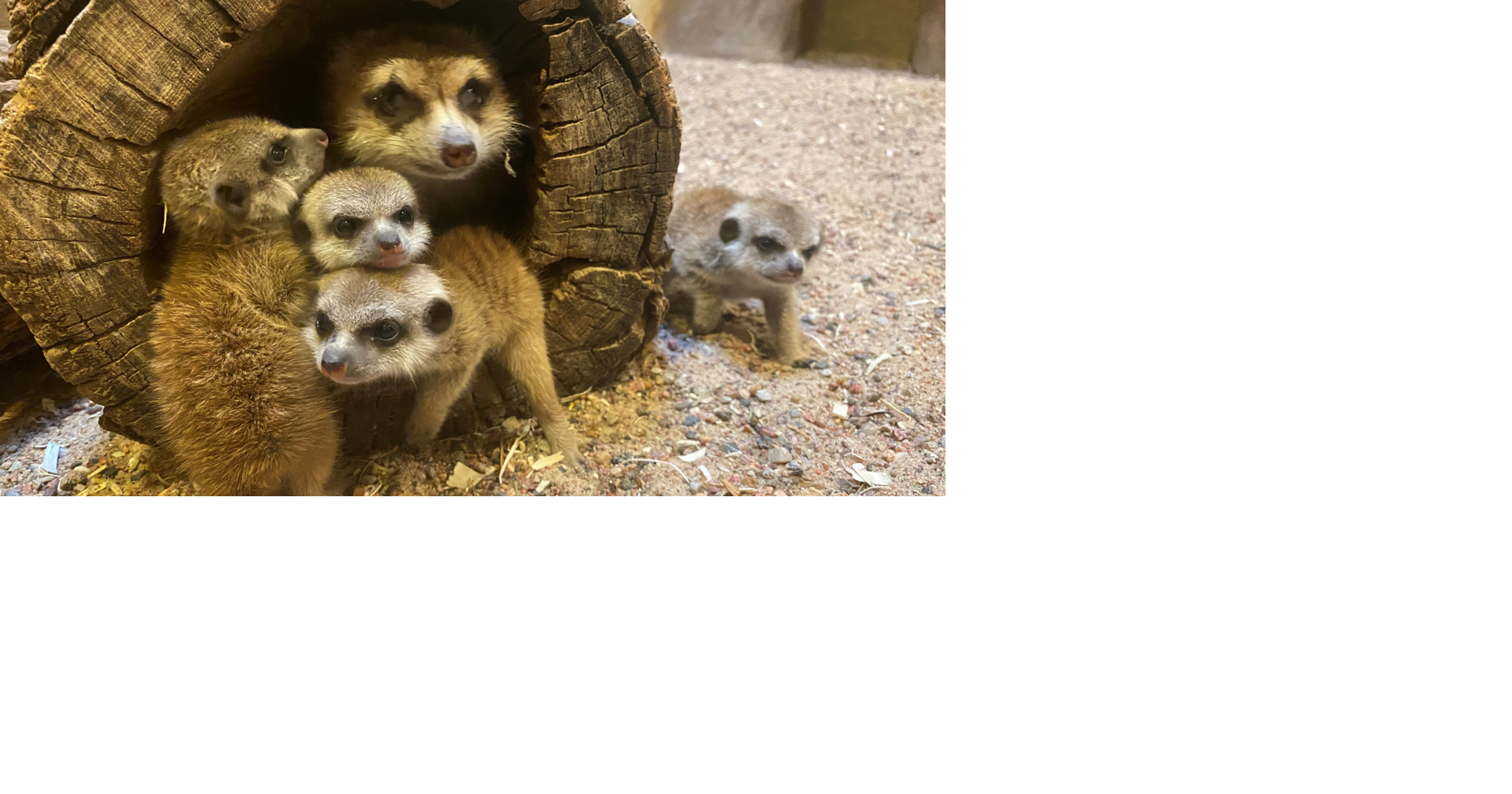 Henry Vilas Zoo welcomes 4 baby meerkats | Animal news | channel3000.com
