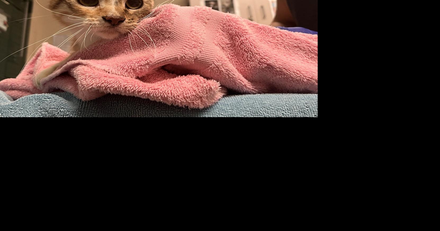Cats rescued from hoarding house in Madison | | channel3000.com