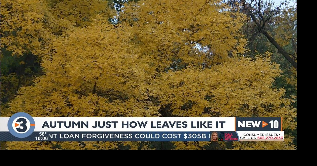 Experts share ideal autumn conditions for peak fall colors ...