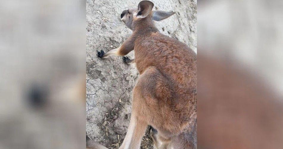 Runaway kangaroo still at large in Kansas after Easter Sunday escape
