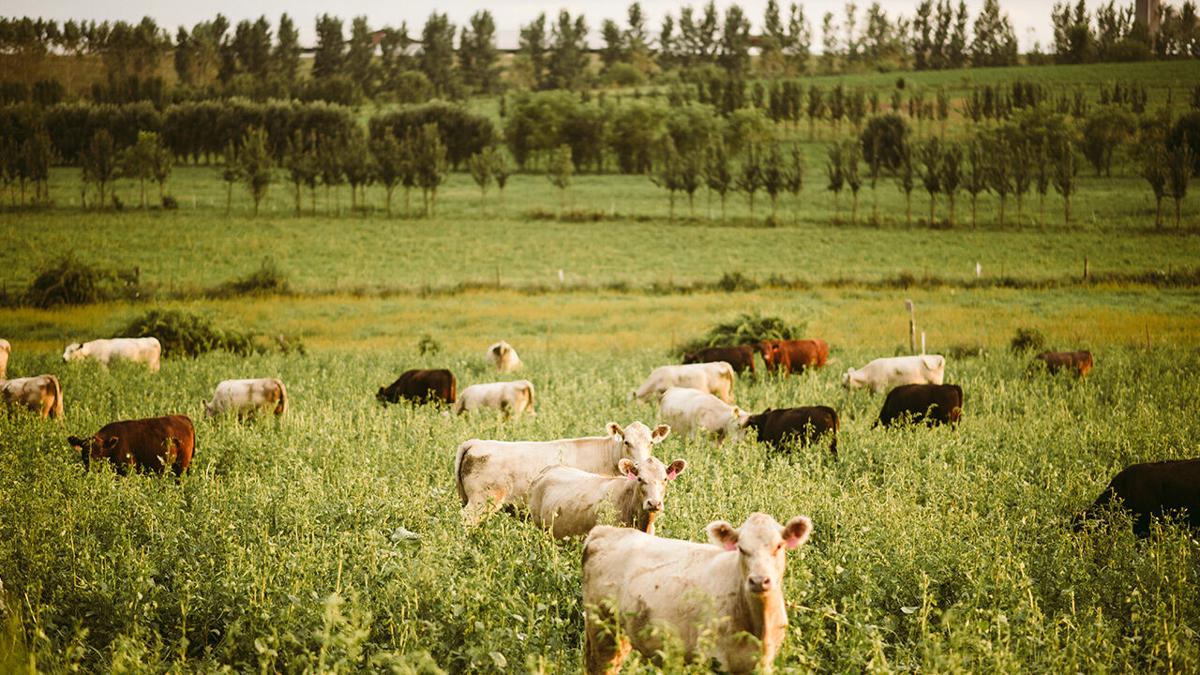 overgrazing definition for kids