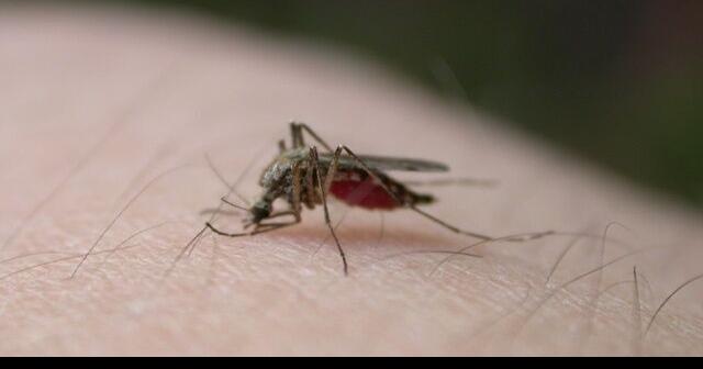 Dane County resident contracts Wisconsin’s first West Nile virus case in humans of 2023 | News