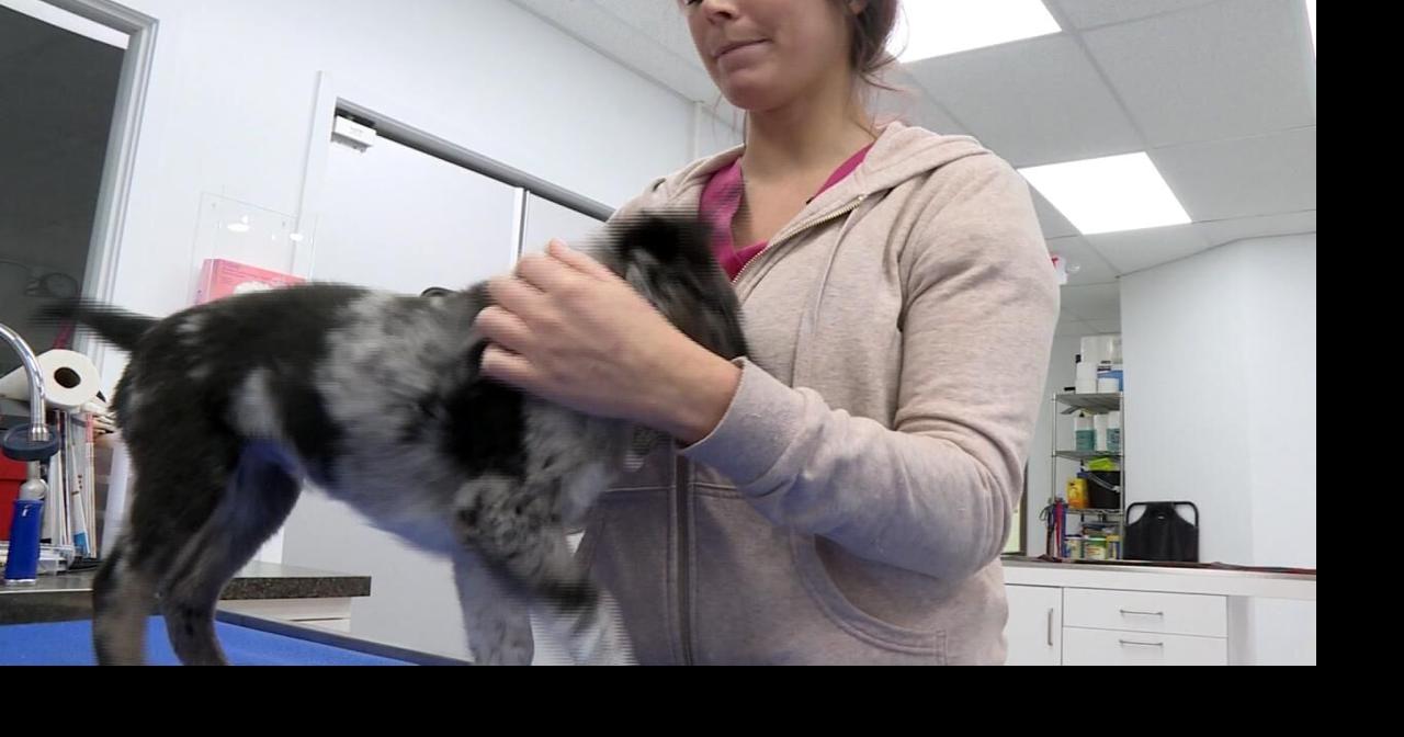 Unique job stress in veterinarian profession may contribute to higher rates  of suicide | Local News | channel3000.com
