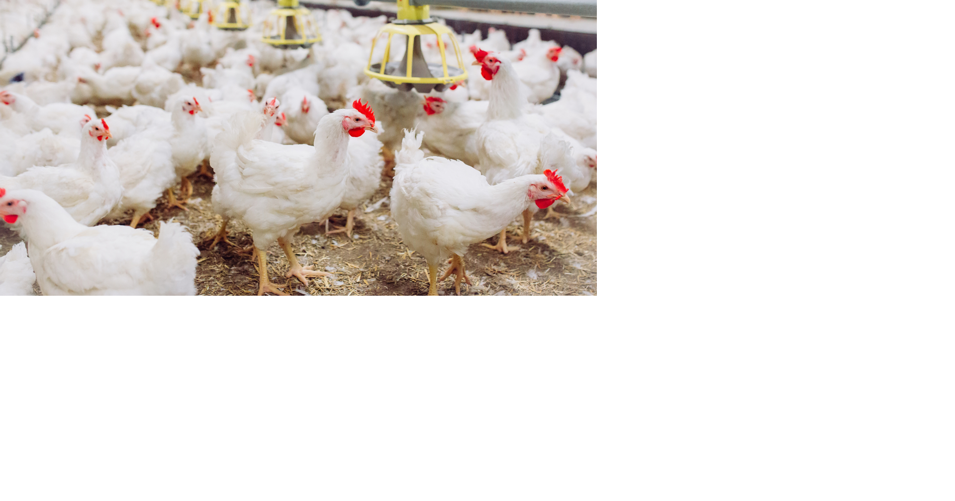 Poultry shows, exhibitions suspended in southern Wisconsin amid bird flu outbreak
