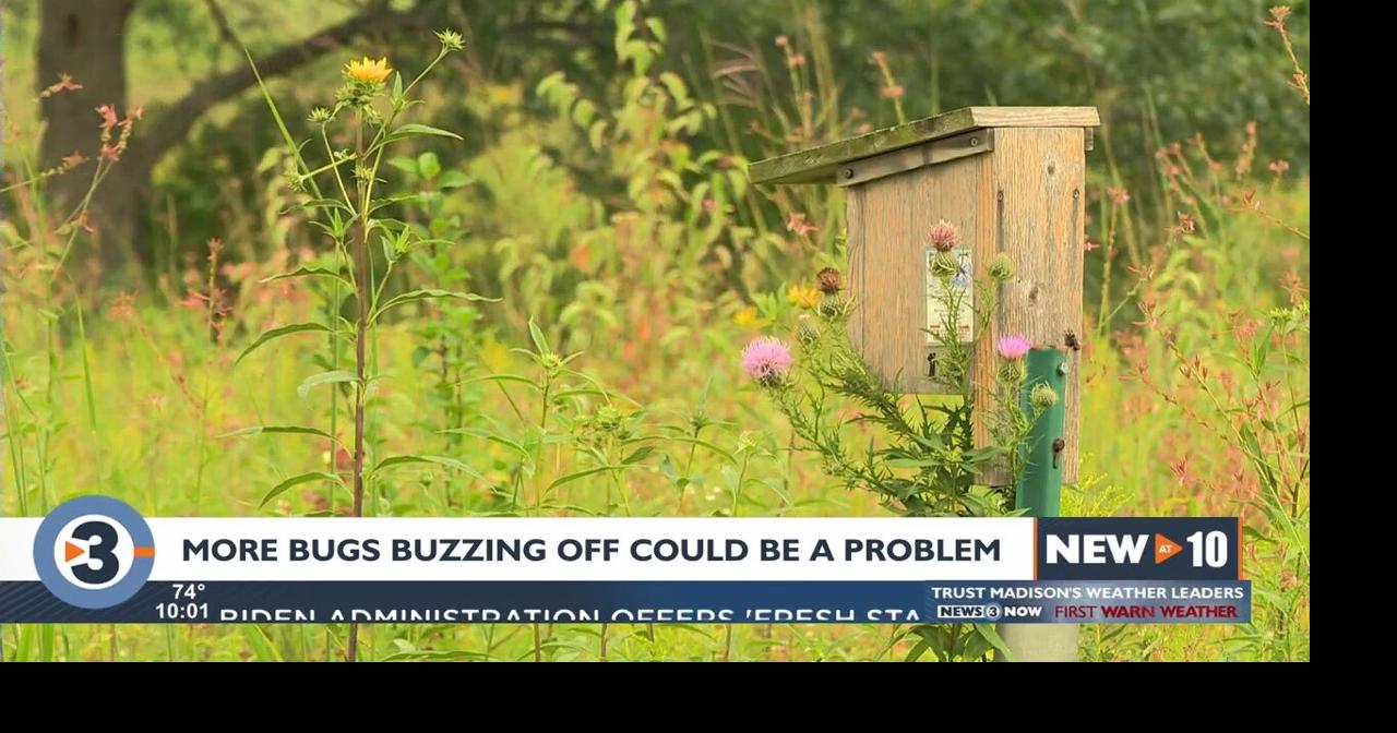 Where are the bugs this summer? Experts say fewer insects worldwide ...