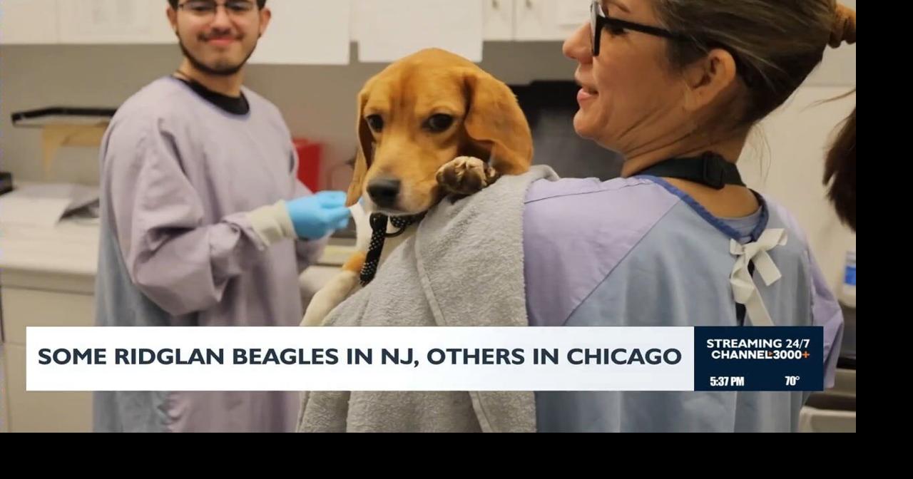 Some Ridglan Farms dogs in New Jersey, others in Chicago