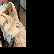 Bald eagle recuperating while Colorado wildlife officers look for person who shot it
