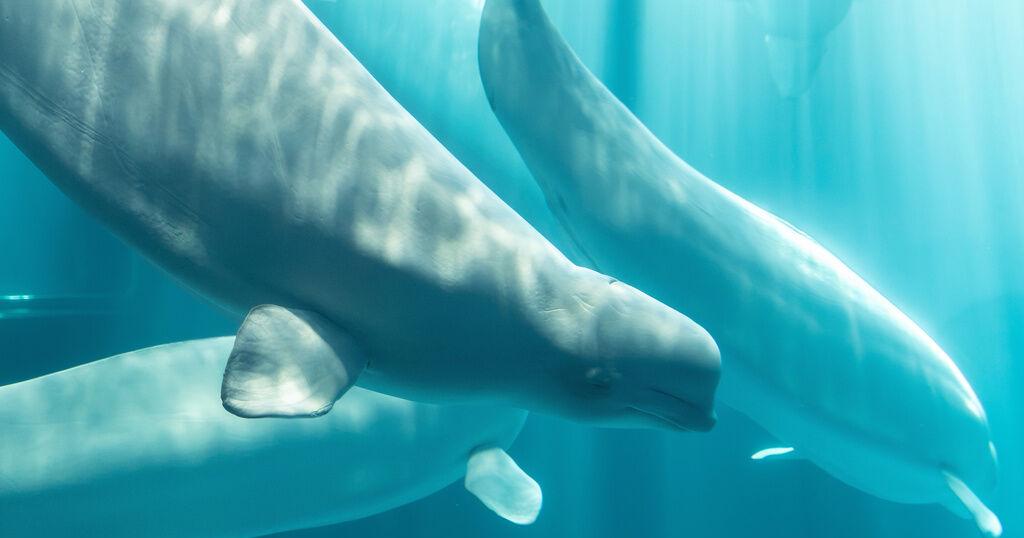 加拿大最後圈養白鯨救援行動再傳死訊 海洋哺乳動物福祉監管漏洞浮上檯面