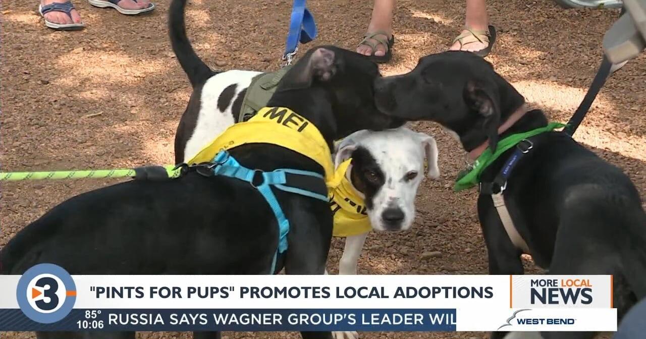 Pints for Pups promotes local adoptions - Vimarsana News