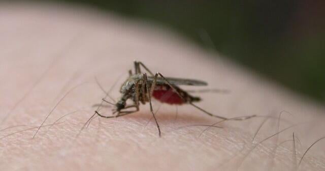 Health officials confirm first human case of West Nile virus in Dane Co. - Channel 3000